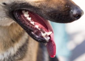 Zähne eines Schäferhundes Vorschaubild