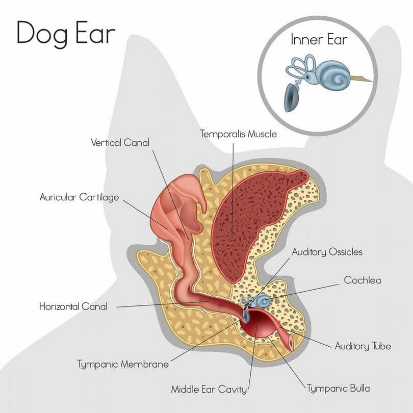 Darstellung des inneren eines Hundeohres