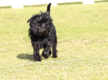 Affenpinscher Vorschaubild