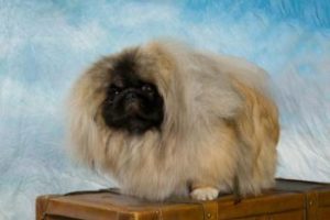 Pekingese von Gabriele Runge Vorschaubild