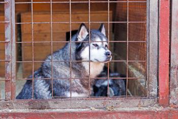 ein älterer Hund wartet im Tierheim