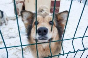 ein Hund wartet im Tierheim auf ein neues Zuhause