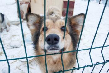 ein Hund wartet im Tierheim auf ein neues Zuhause