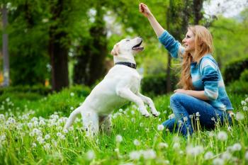 Hund wird körperlich ausgelastet