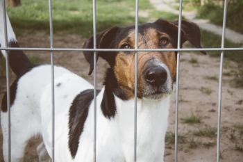kleiner Hund im Tierheim