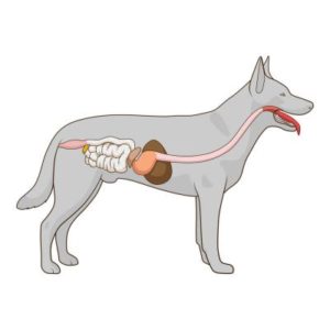 Verdauung Hund