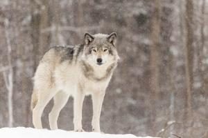 Wolf