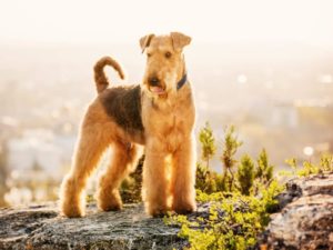 Airedale Terrier