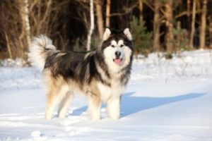 Alaskan Malamute Vorschaubild