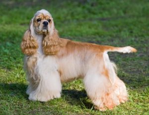 American Cocker Spaniel
