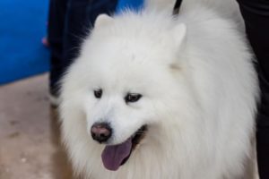 American Eskimo Dog