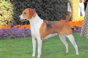 American Foxhound Vorschaubild