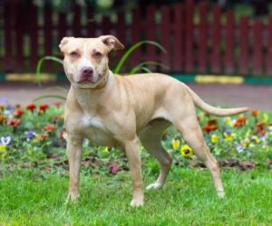 American Staffordshire Terrier Vorschaubild