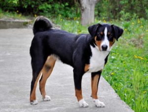 Appenzeller Sennenhund