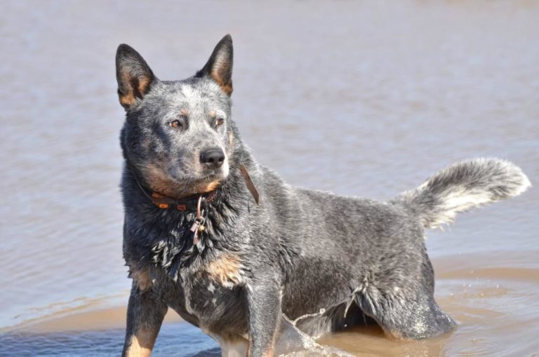 ᐅ Australian Cattle Dog Rassebeschreibung mit Video › guterHund.de