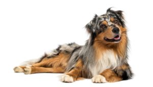 Australian Shepherd