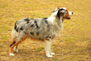 Australian Shepherd joggen