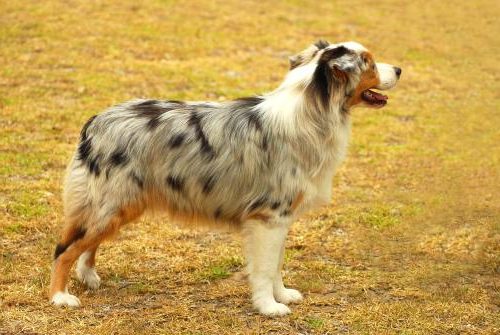 Australian Shepherd joggen