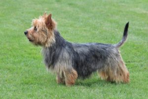 Australian Terrier