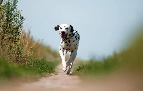 Dalmatiner joggen