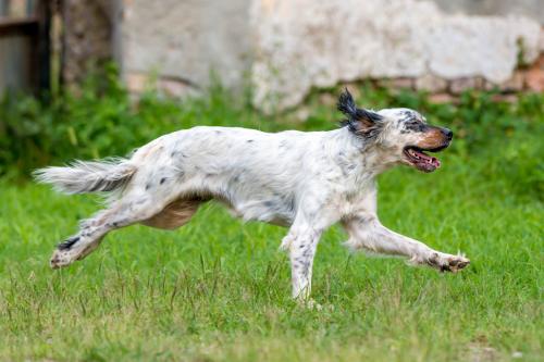 Englische Setter joggen