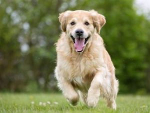 Golden Retriever joggen