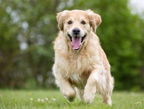 Golden Retriever joggen