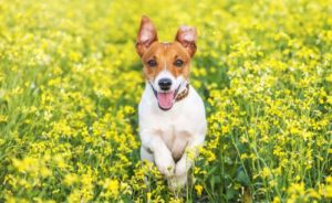 Jack Russel Terrier joggen