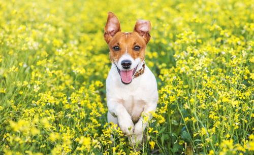 Jack Russel Terrier joggen