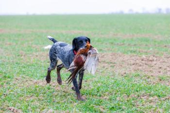 Jagdhund mit Fasan