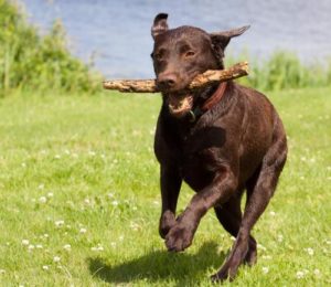 Labrador Retriever joggen