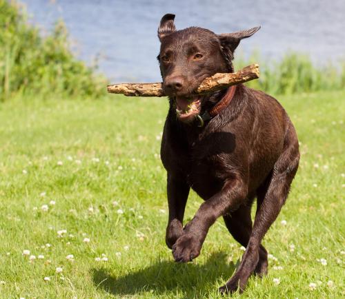 Labrador Retriever joggen