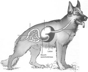 Verdauungsorgane Hund