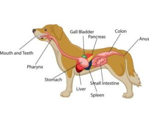 Verdauungssystem Hund