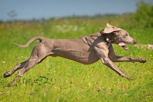 Weimaraner joggen