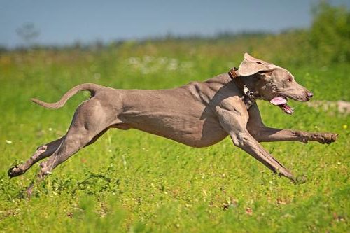 Weimaraner joggen