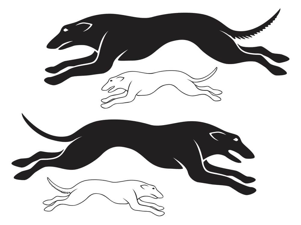 Grafik Windhunde