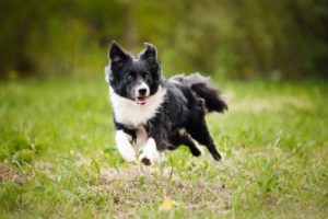Border Collie joggen