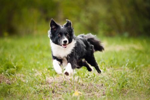 Border Collie joggen