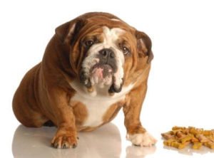 Bulldogge mit Diätfutter