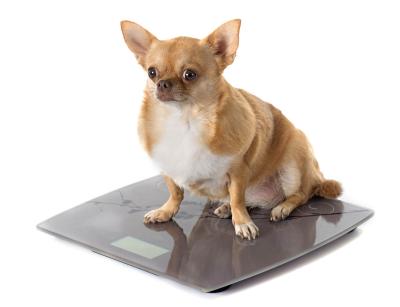 dicker Chihuahua beim wiegen
