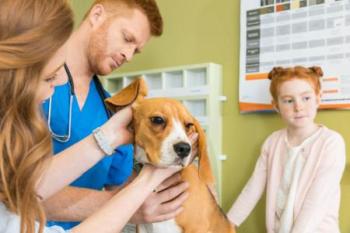 ein Hund mit Ohrenentzündung beim Tierarzt