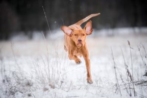 Magyar Vizslas joggen