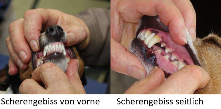 Scherengebiss Hund