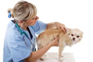 Tierarzt tastet übergewichtigen Hund ab