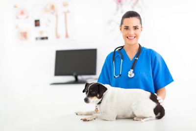 Tierarzt und übergewichtiger Hund