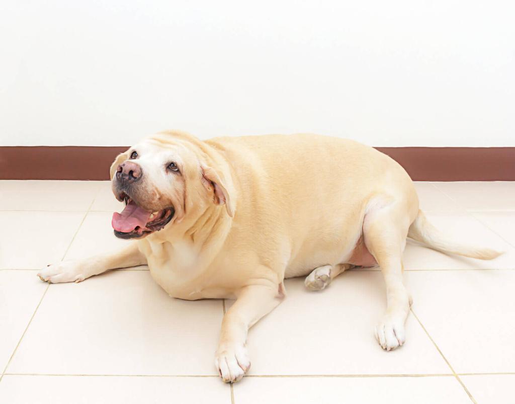 Übergewichtiger Labrador