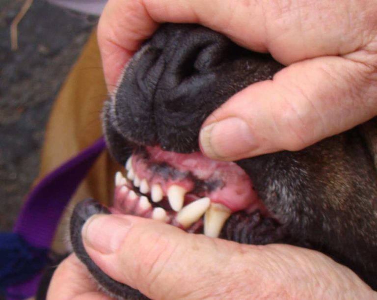 ᐅ Hundegebiss die Zähne des Hundes › guterHund.de