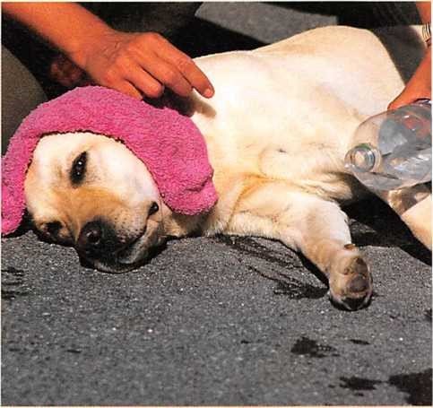 Ein Hund mit Hitzschlag