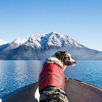 Hund im Boot